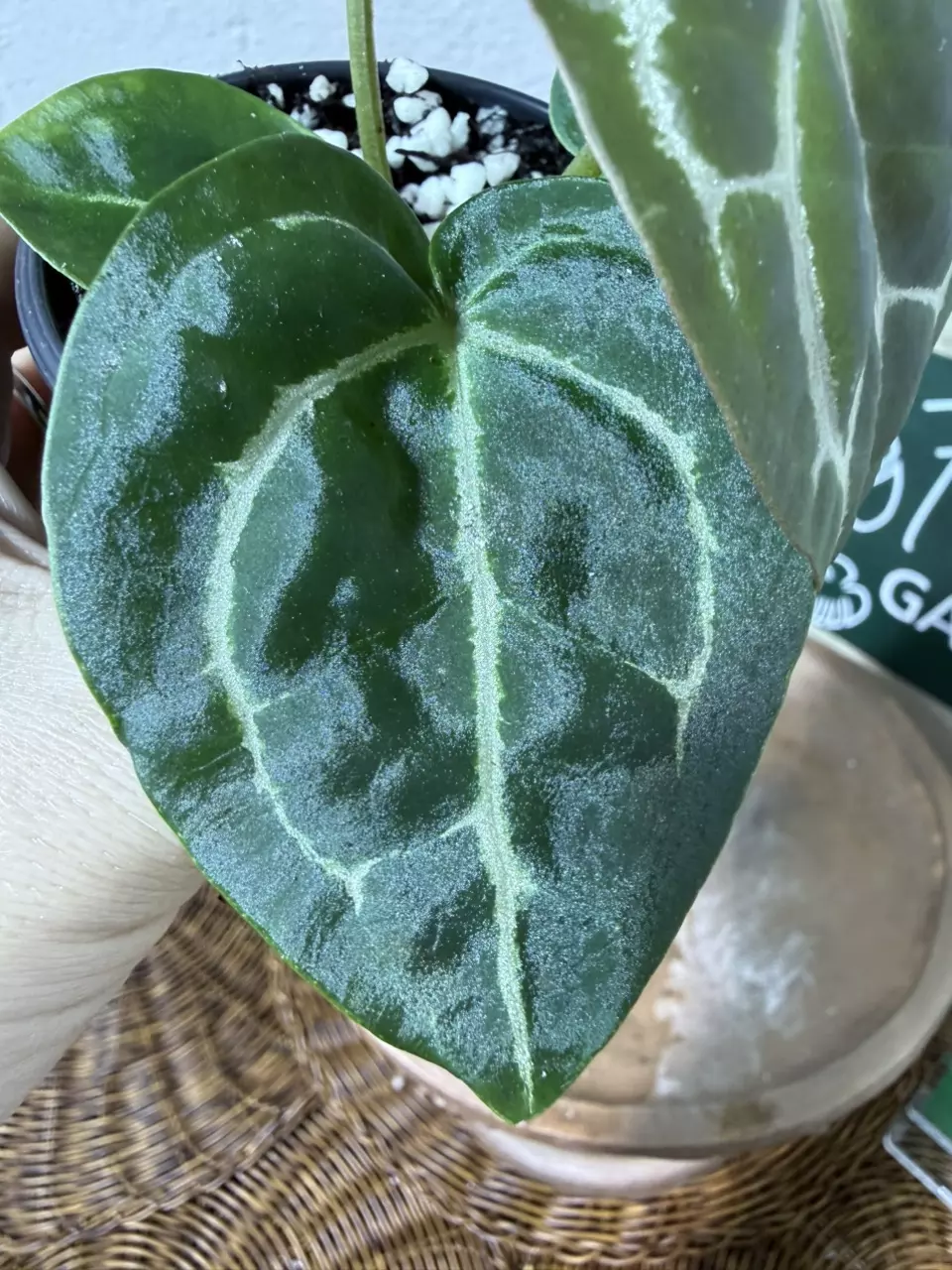 plant/A. Michelle x (Tim Anderson Black x Villenaorum)-0