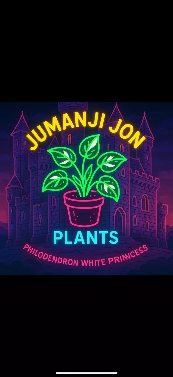 plant/10 Pack of Philodendron White Princess TC-0