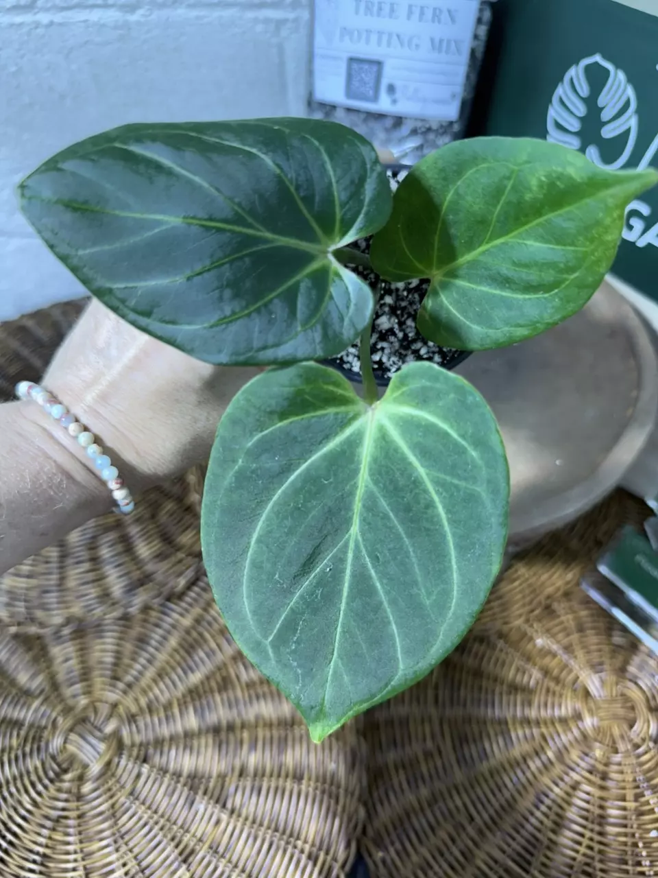 plant/A. KOS (HU)-0