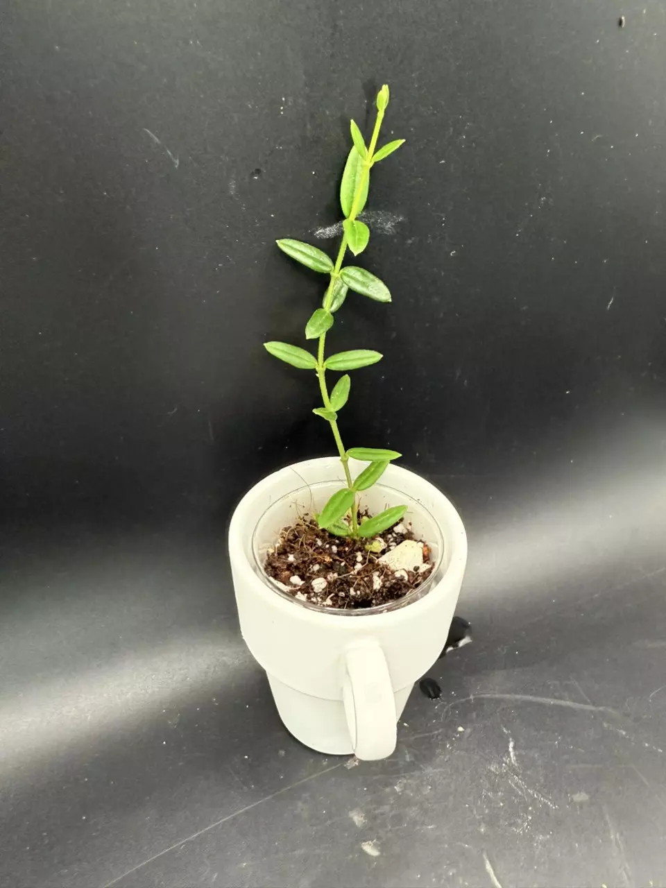 plant/Hoya Engleriana #442-0