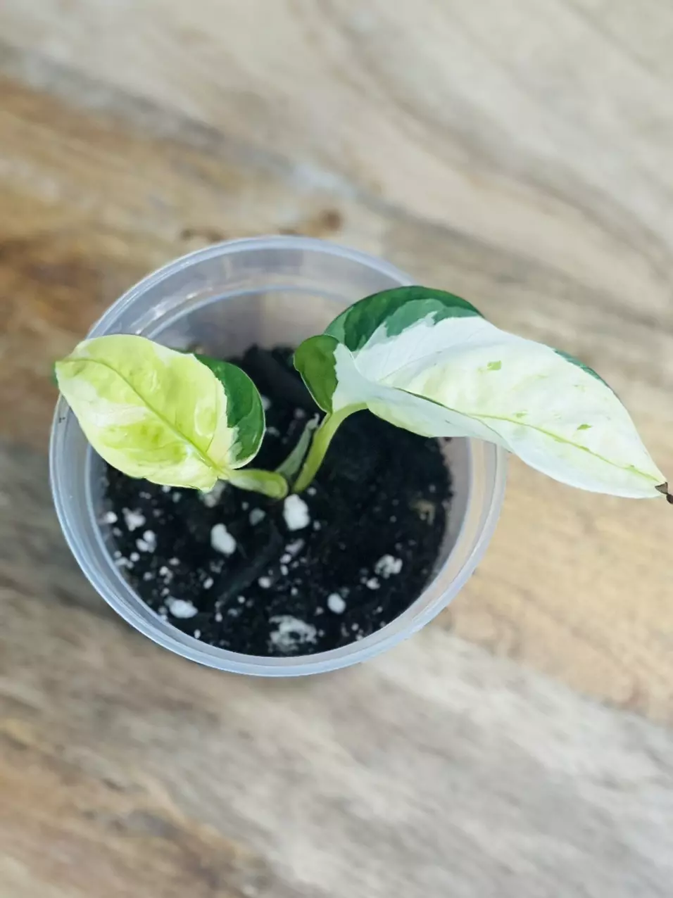 plant/Epipremnum Aureum ‘Japanese Global Pothos’-2