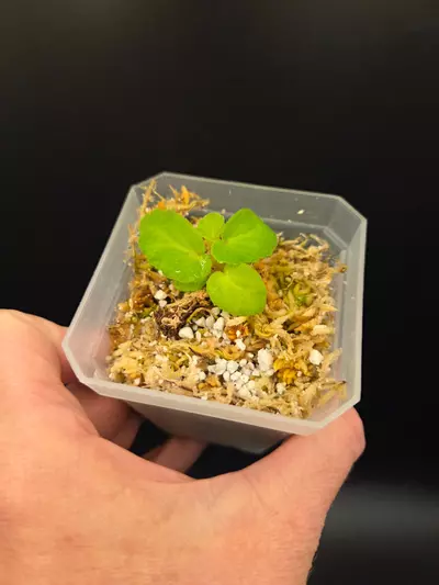 plant/Begonia thelmae-0-thumbnail