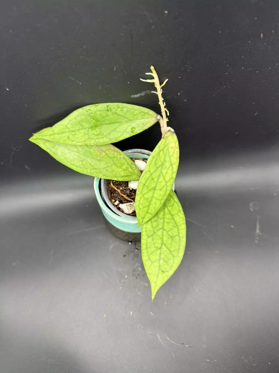 plant/Hoya Finlaysonia #439-1