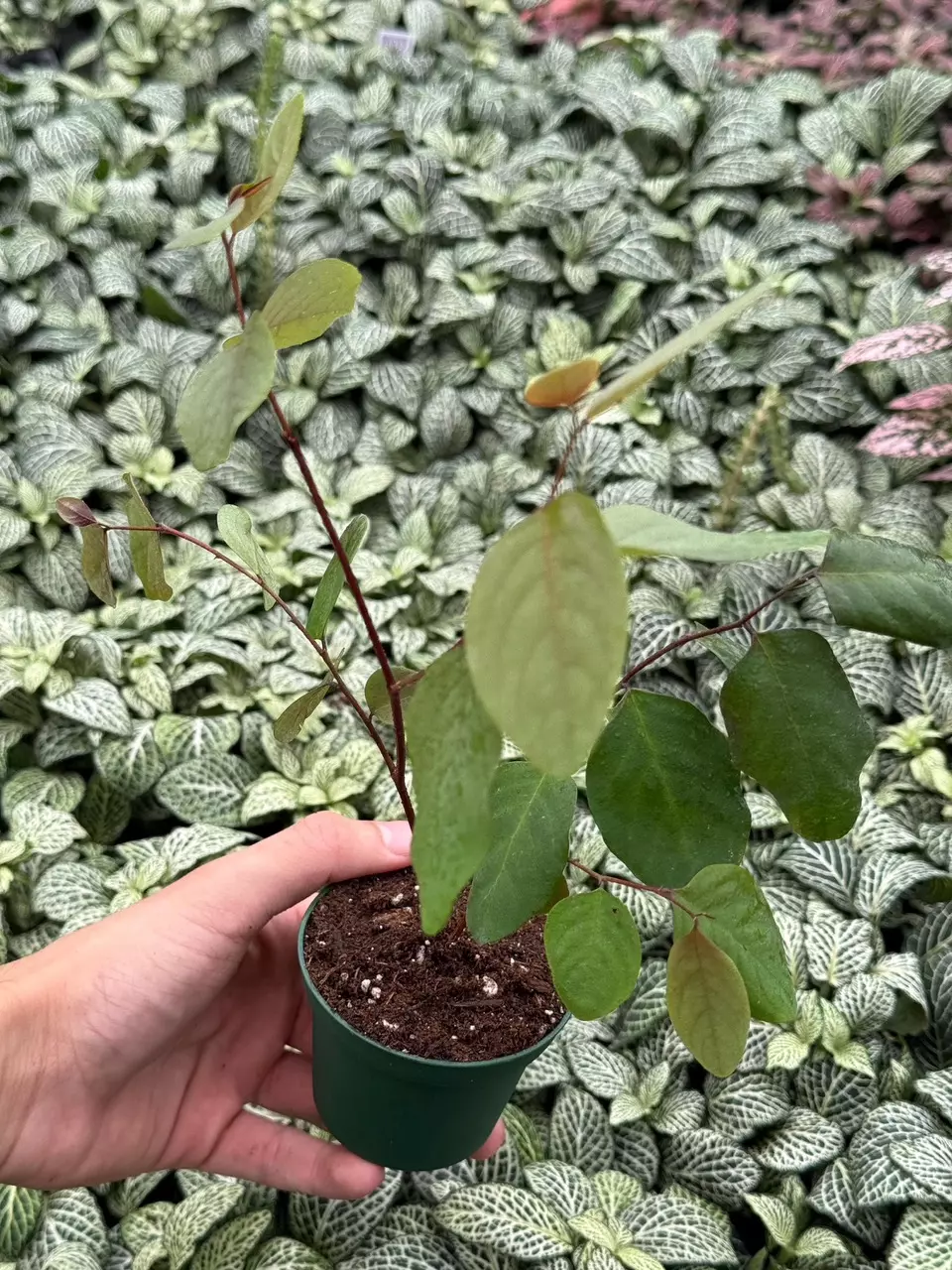 plant/Roseopicta (Breynia Disticha) 2” pot growers choice-4