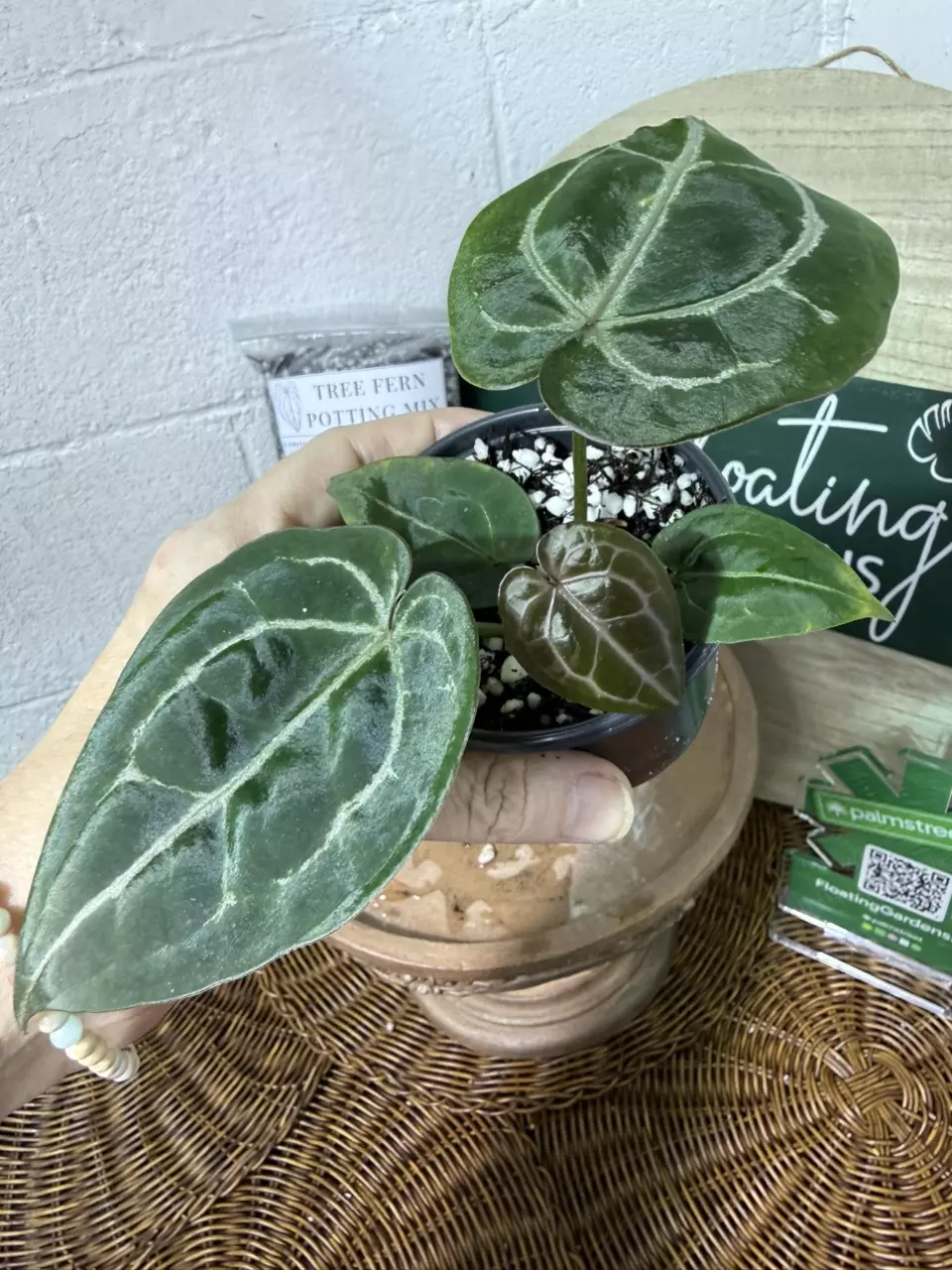 plant/A. Michelle x (Tim Anderson Black x Villenaorum)-1