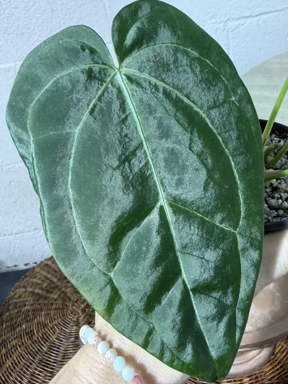 plant/A. KD NOID The Dale x (Crystal x Forgettii)-1