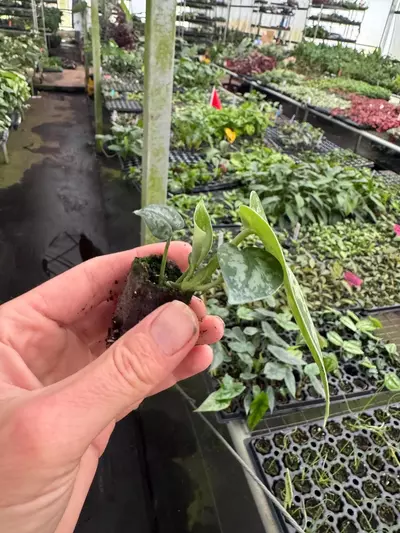 plant/Reverted Scindapsus Mayari (Indonesian Origin) starter plant growers choice-2-thumbnail