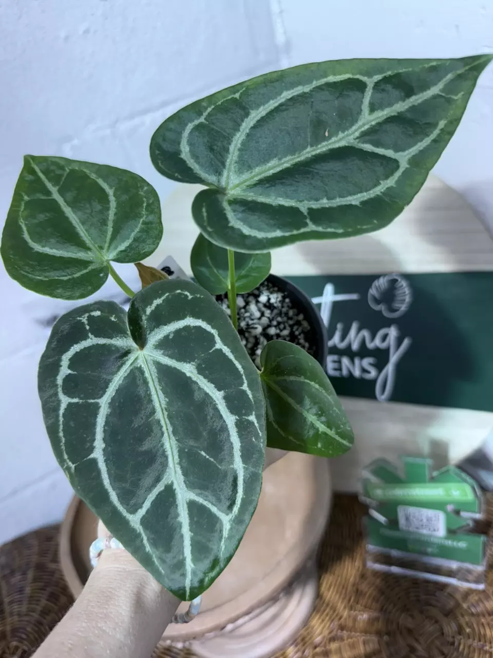 plant/A. KD NOID The Dale x (Crystal x Forgettii)-1