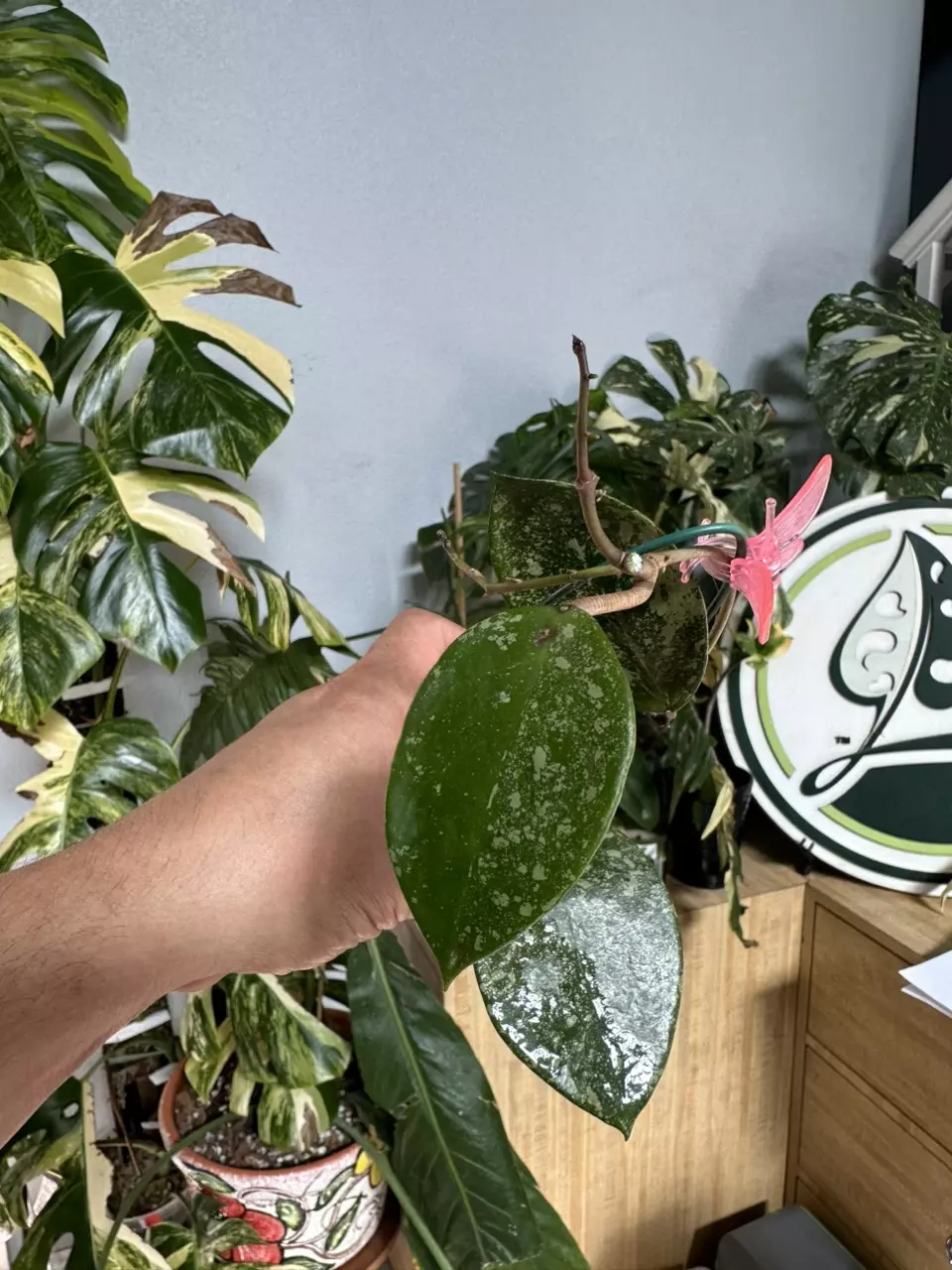 plant/A4 Hoya sweet scent-0