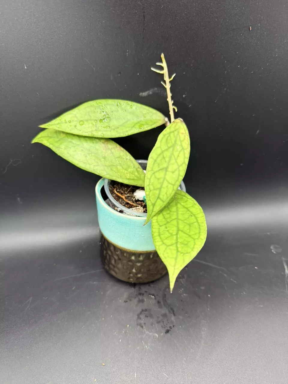plant/Hoya Finlaysonia #439-0
