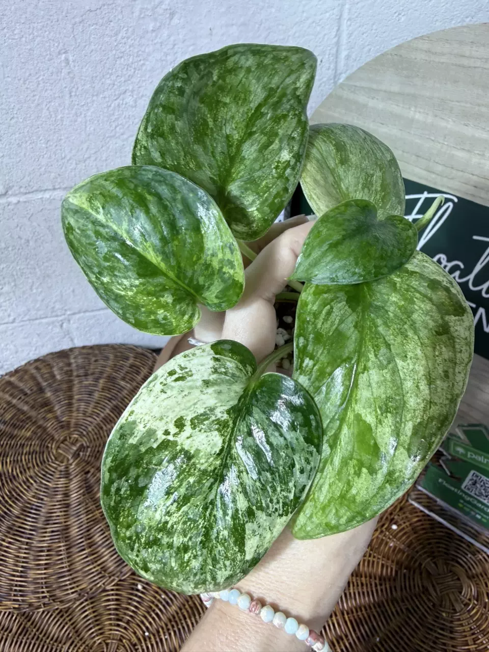 plant/🎉SALE! S. Halimoon #3-6