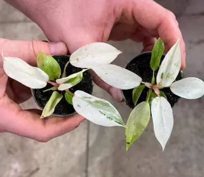 plant/Philodendron Snowdrift Variegated Acclimated Tissue Culture Pre-Order-0-thumbnail