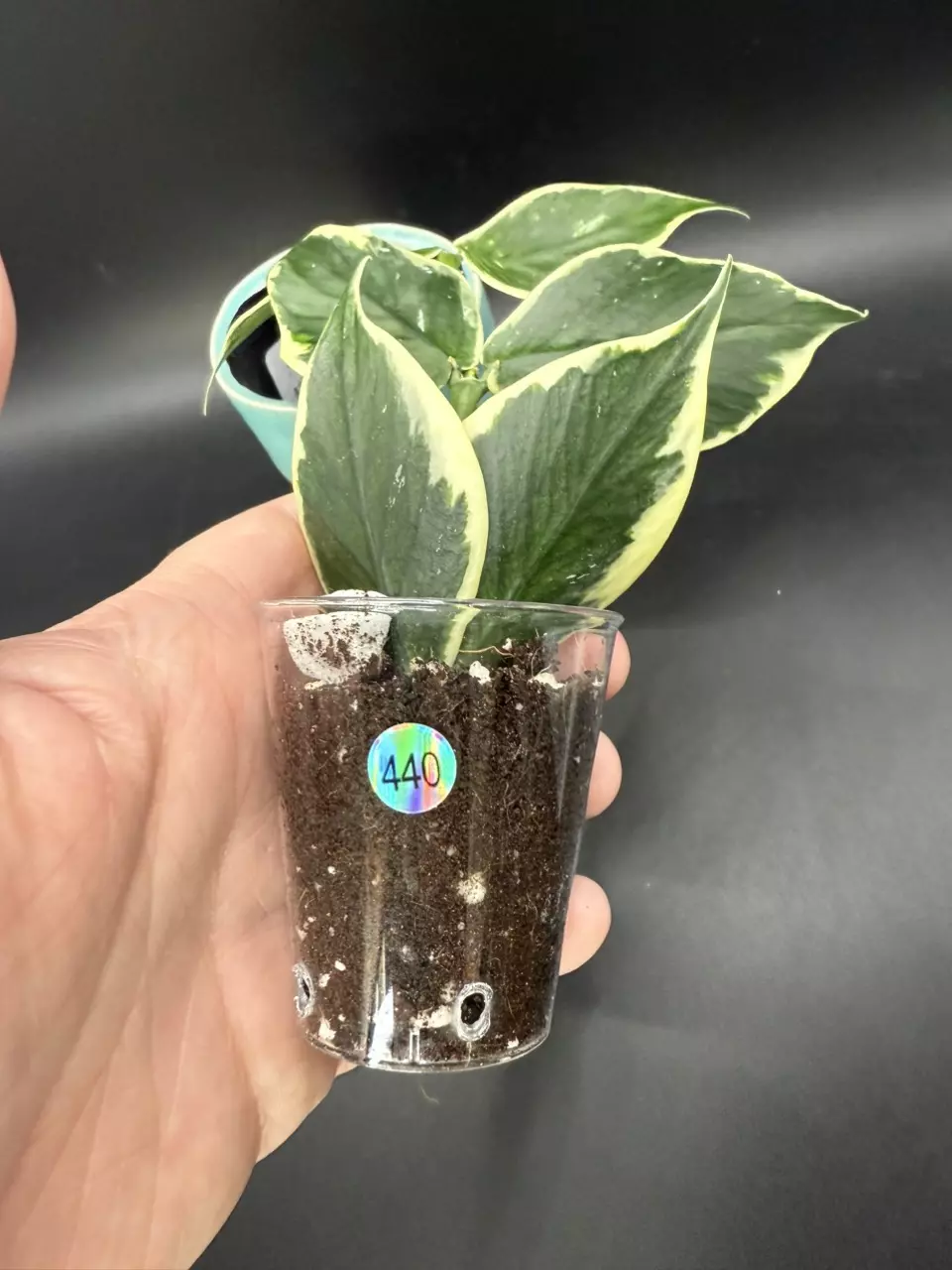 plant/Hoya Polyneura Albo-1