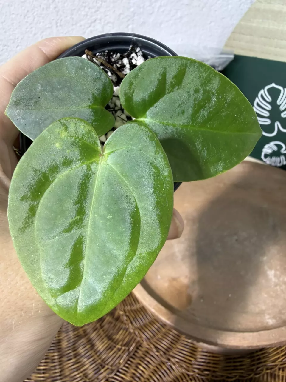 plant/A. (Crystal Mag x Forgettii) x Goliath-0