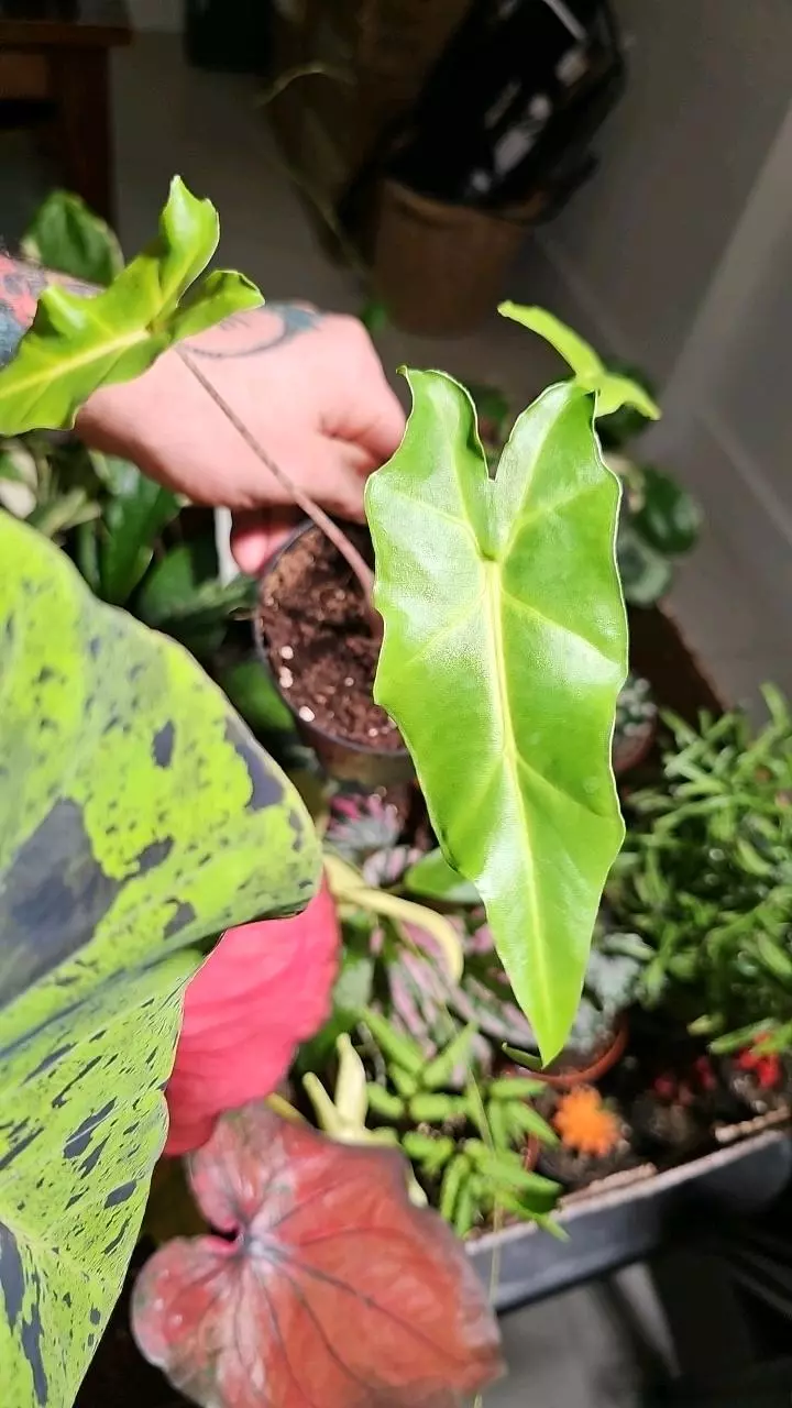 plant/Alocasia Golden Dragon 4in-0