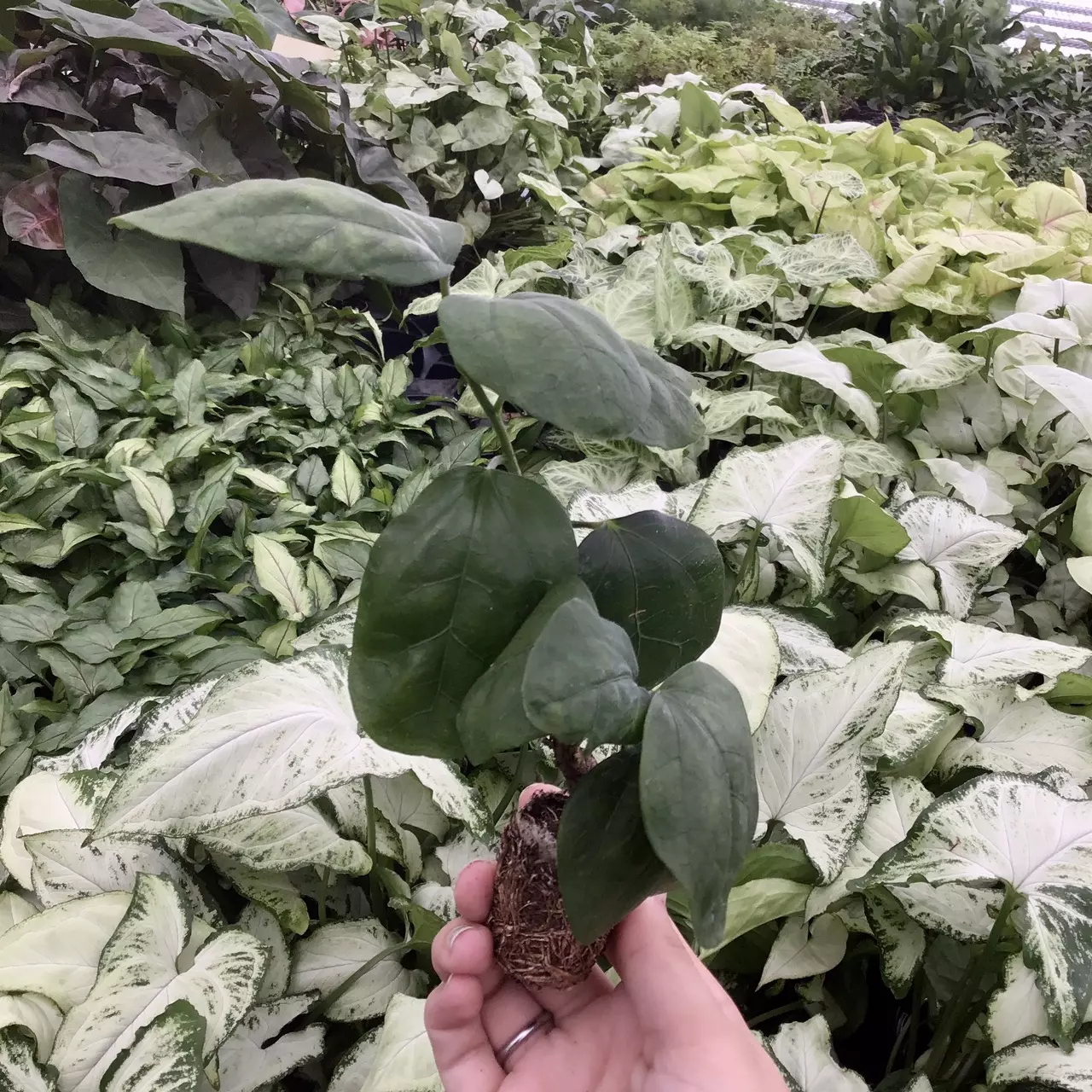 plant/Strawberry Hibiscus starter plant growers choice-1