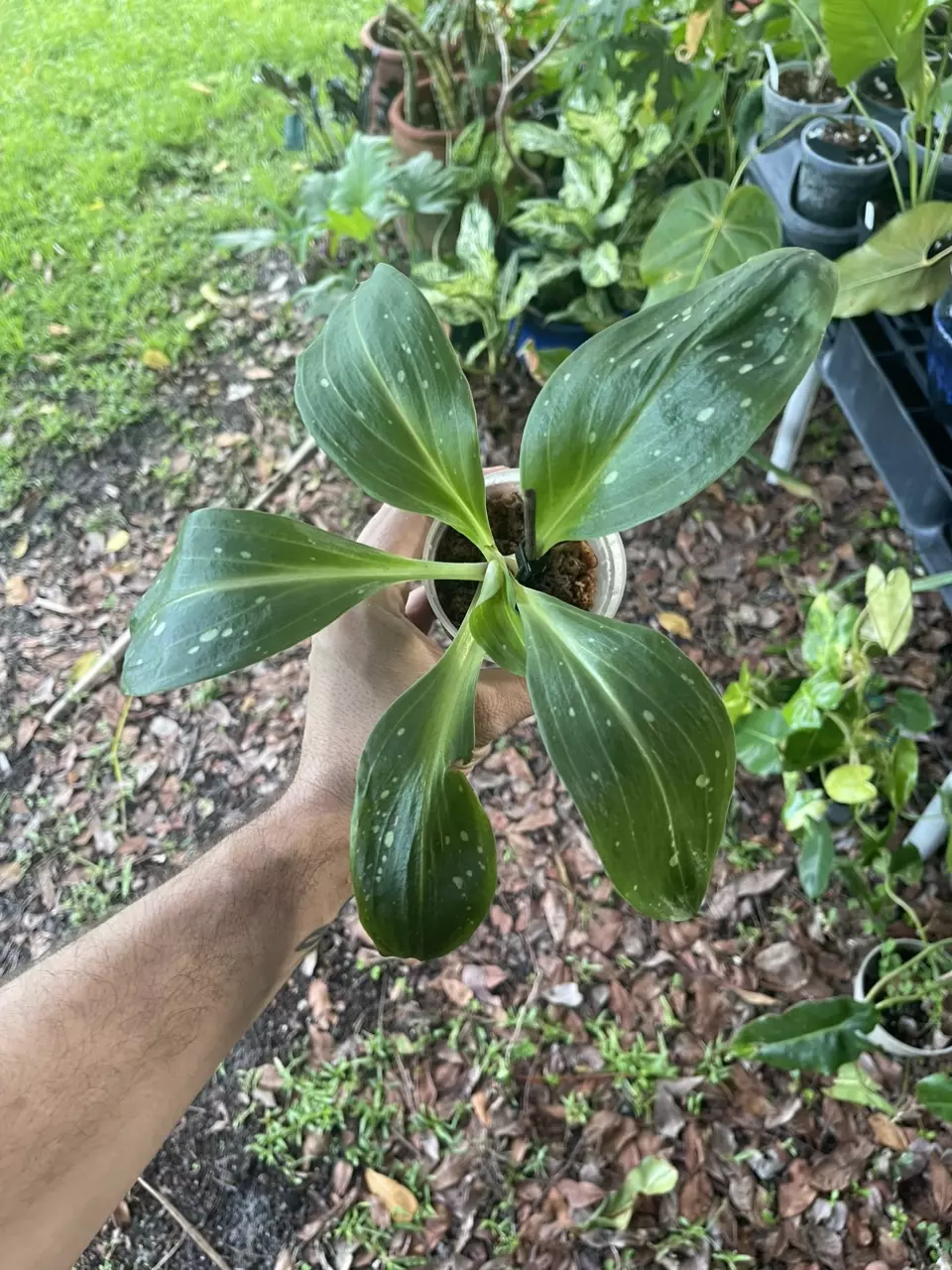 plant/Stenorrhynchos speciosum (spotted leaf)-0