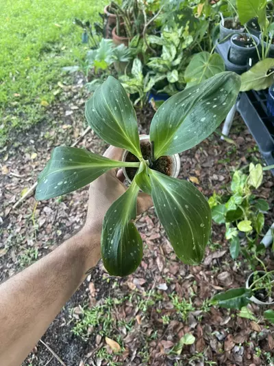 plant/Stenorrhynchos speciosum (spotted leaf)-0-thumbnail