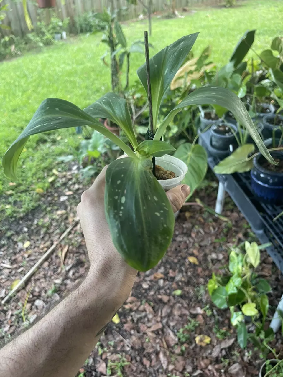 plant/Stenorrhynchos speciosum (spotted leaf)-1