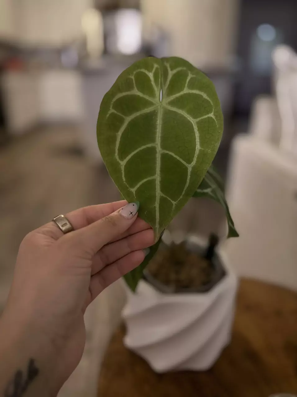 plant/Anthurium Hoffmannii x (Papi x Mag)-0