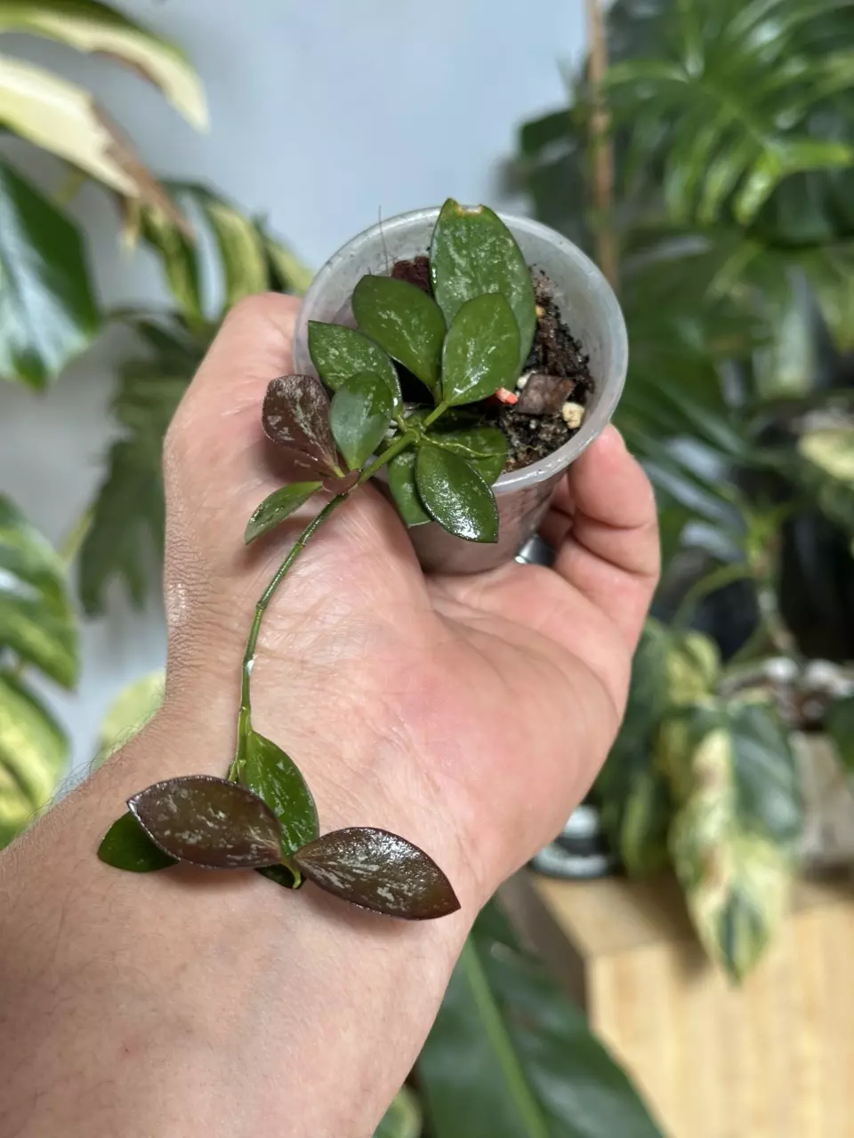 plant/A7 Hoya Collina noid-0