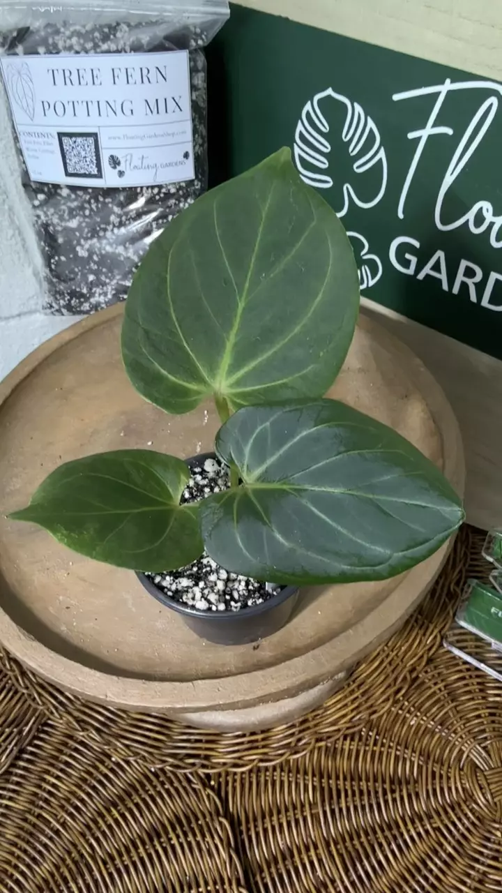 plant/A. KOS (HU)-3