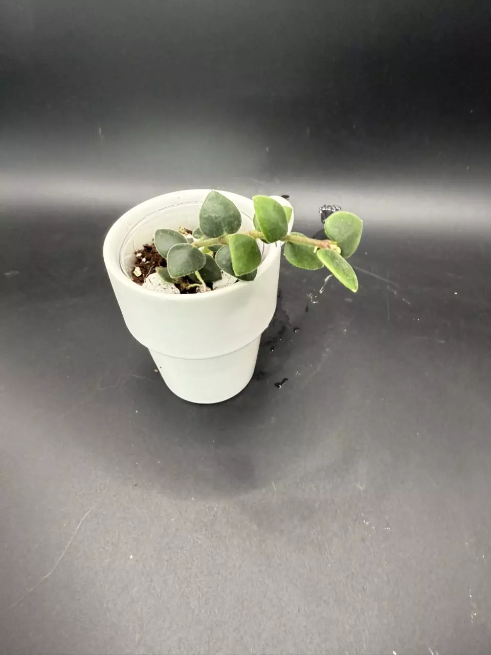 plant/Hoya Chinghungensis #436-0