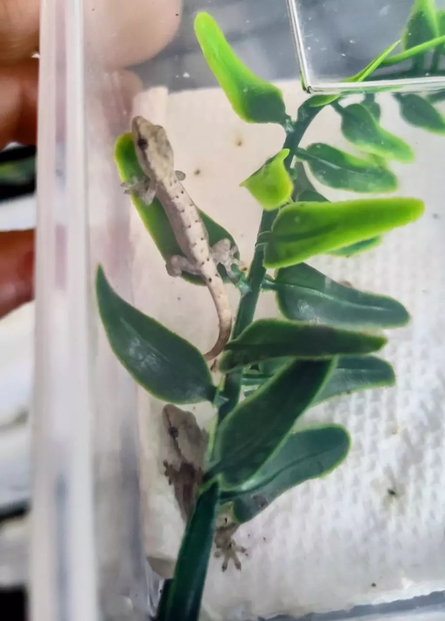 plant/Mourning Gecko, Lepidodactylus Lugubris (baby/juvenile only!)-0