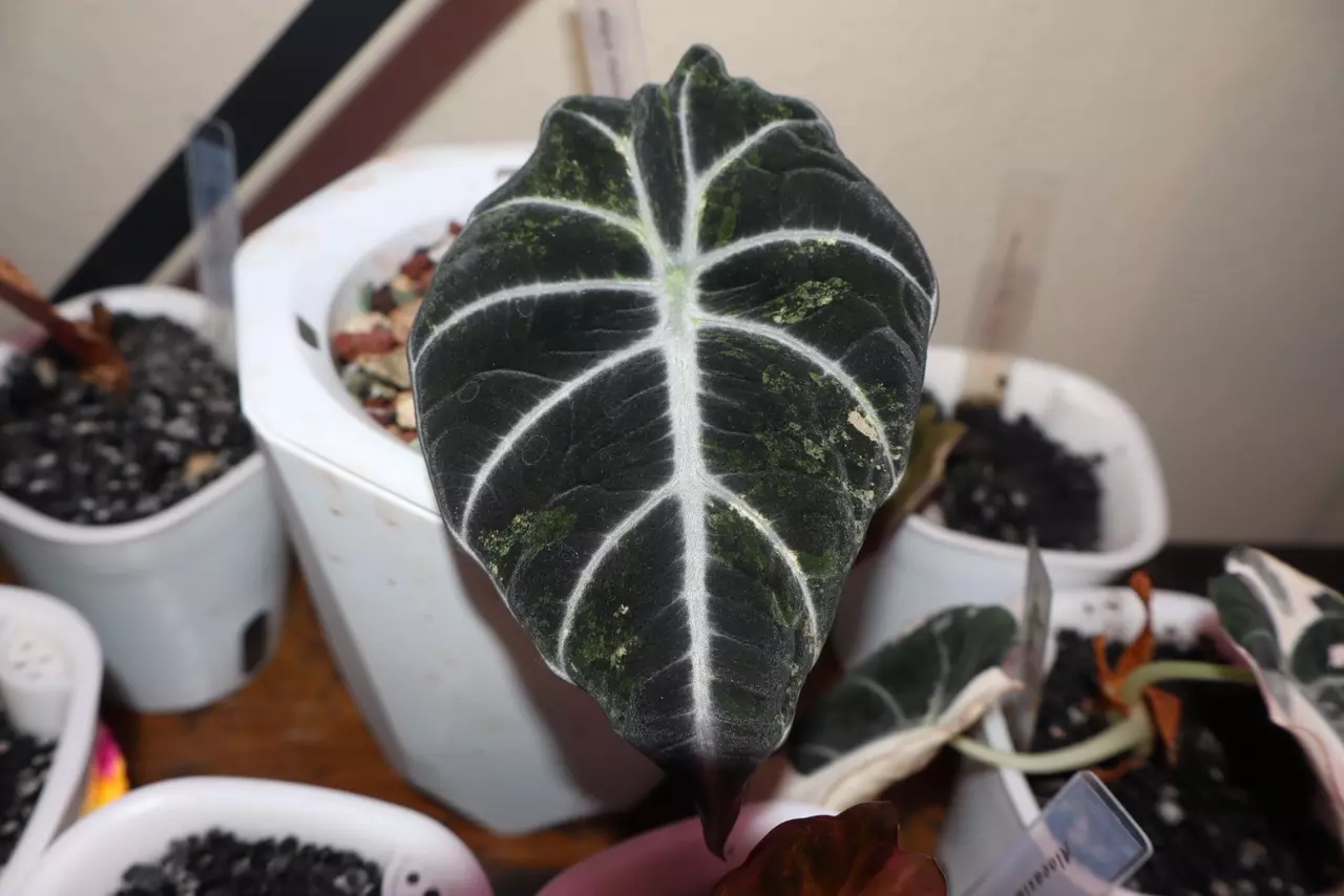 plant/Alocasia Black Velvet Gold-2