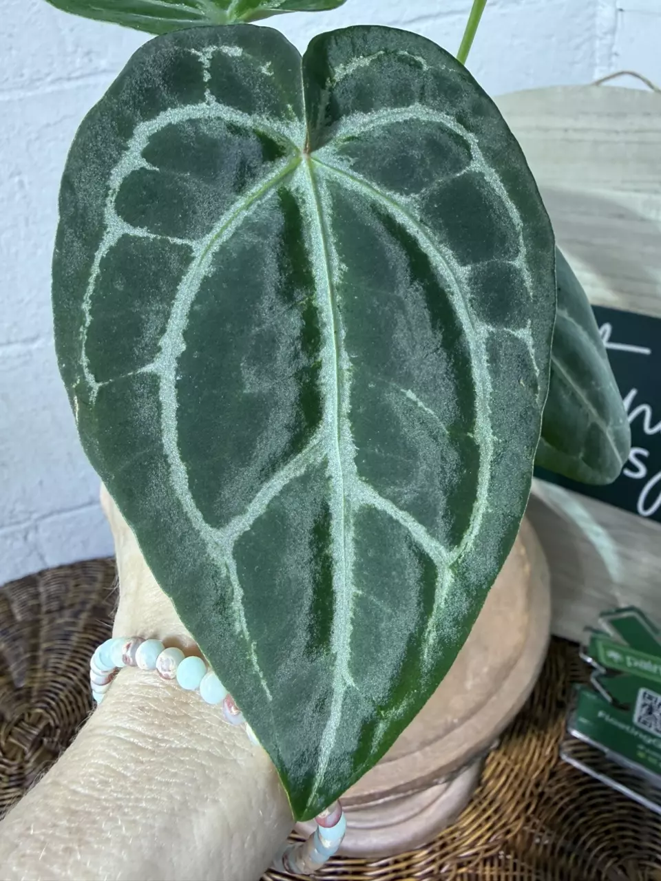 plant/A. KD NOID The Dale x (Crystal x Forgettii)-0