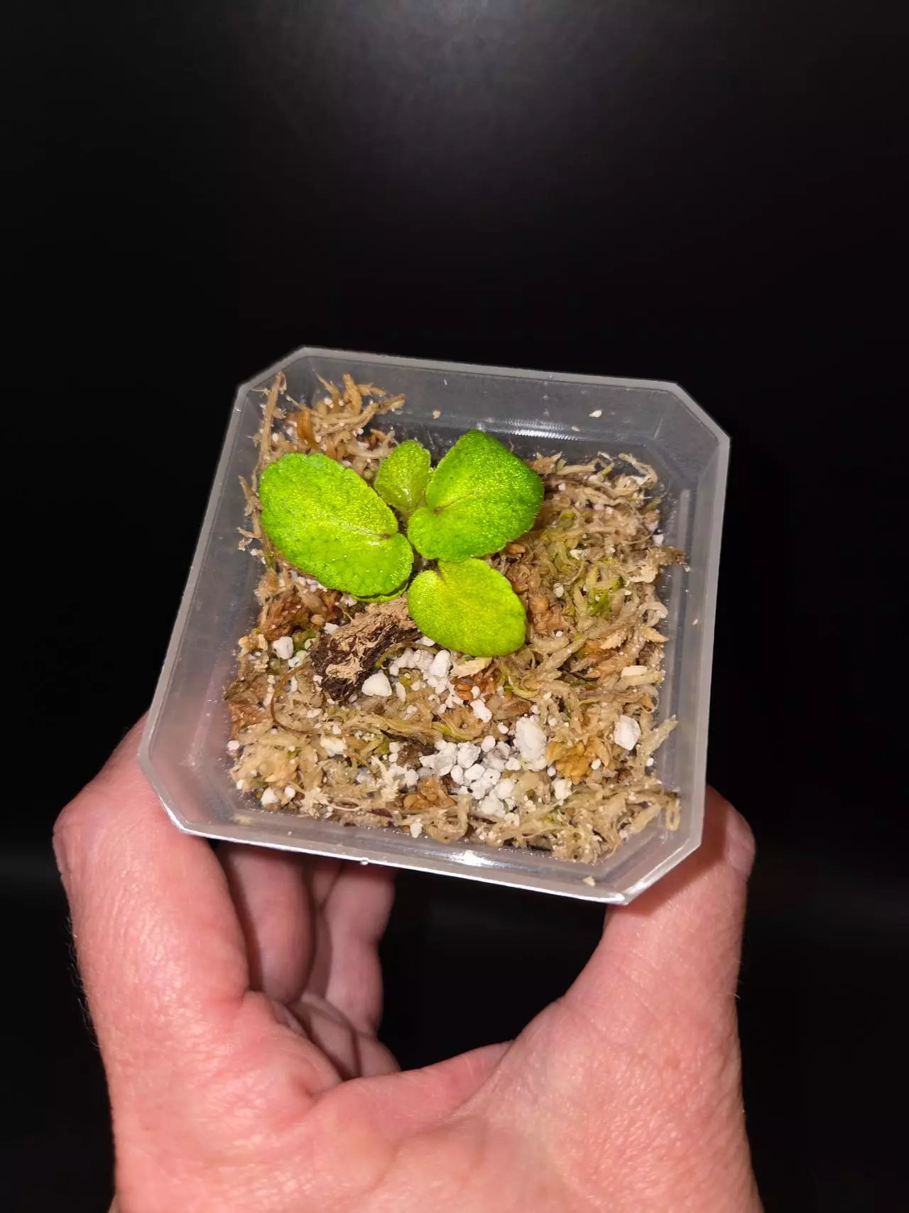 plant/Begonia thelmae-1