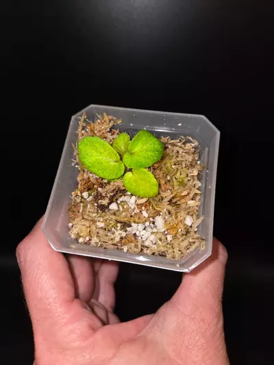 plant/Begonia thelmae-1-thumbnail