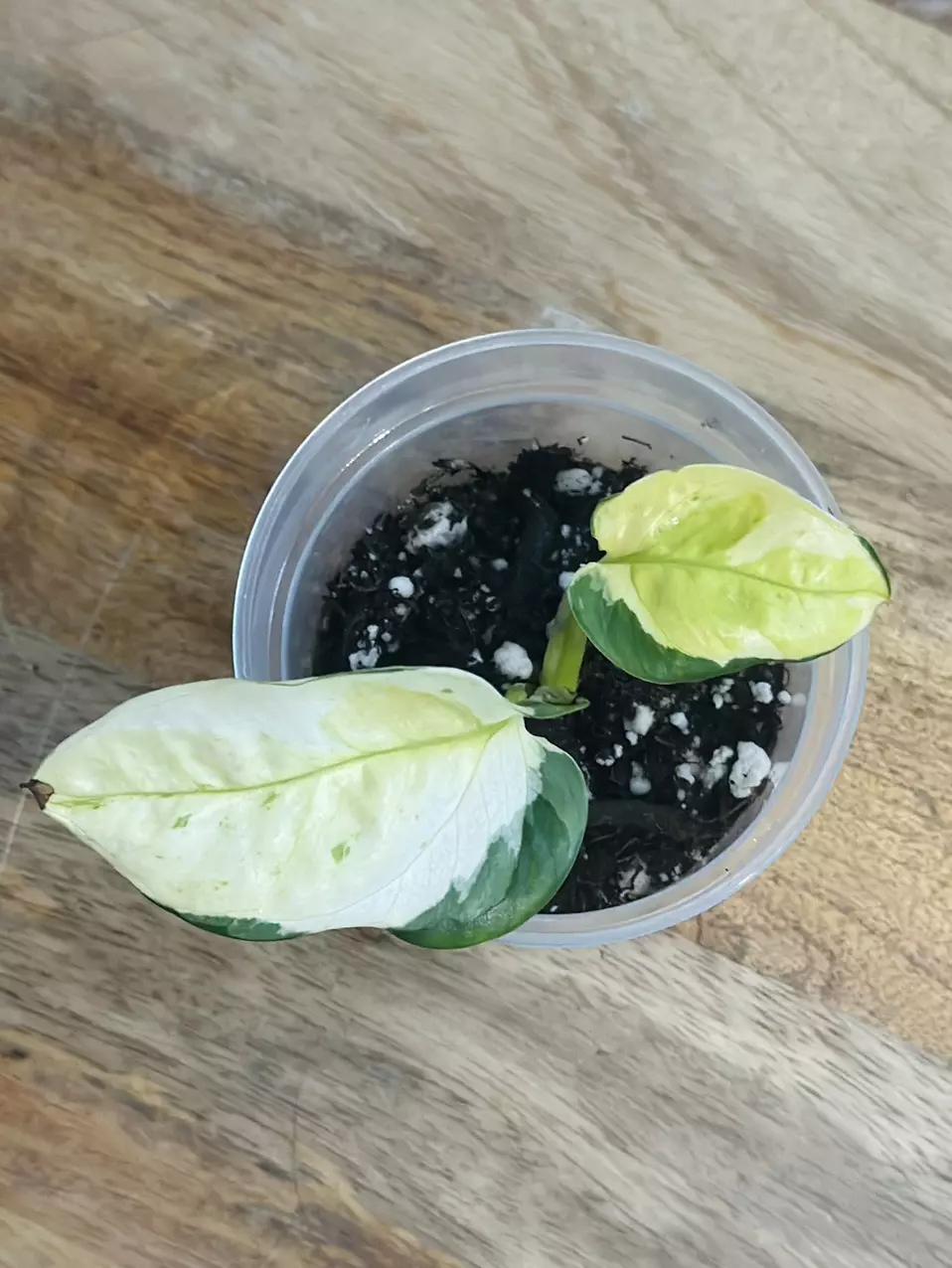 plant/Epipremnum Aureum ‘Japanese Global Pothos’-1