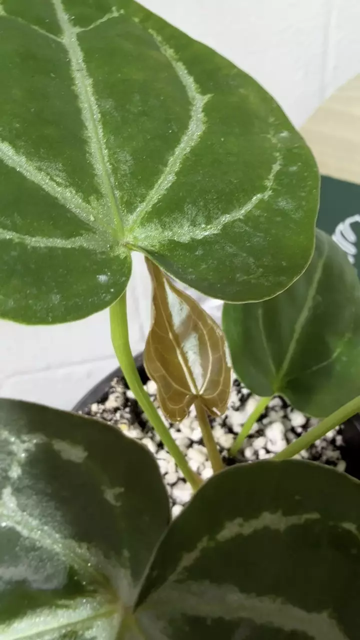 plant/A. KD NOID The Dale x (Crystal x Forgettii)-5