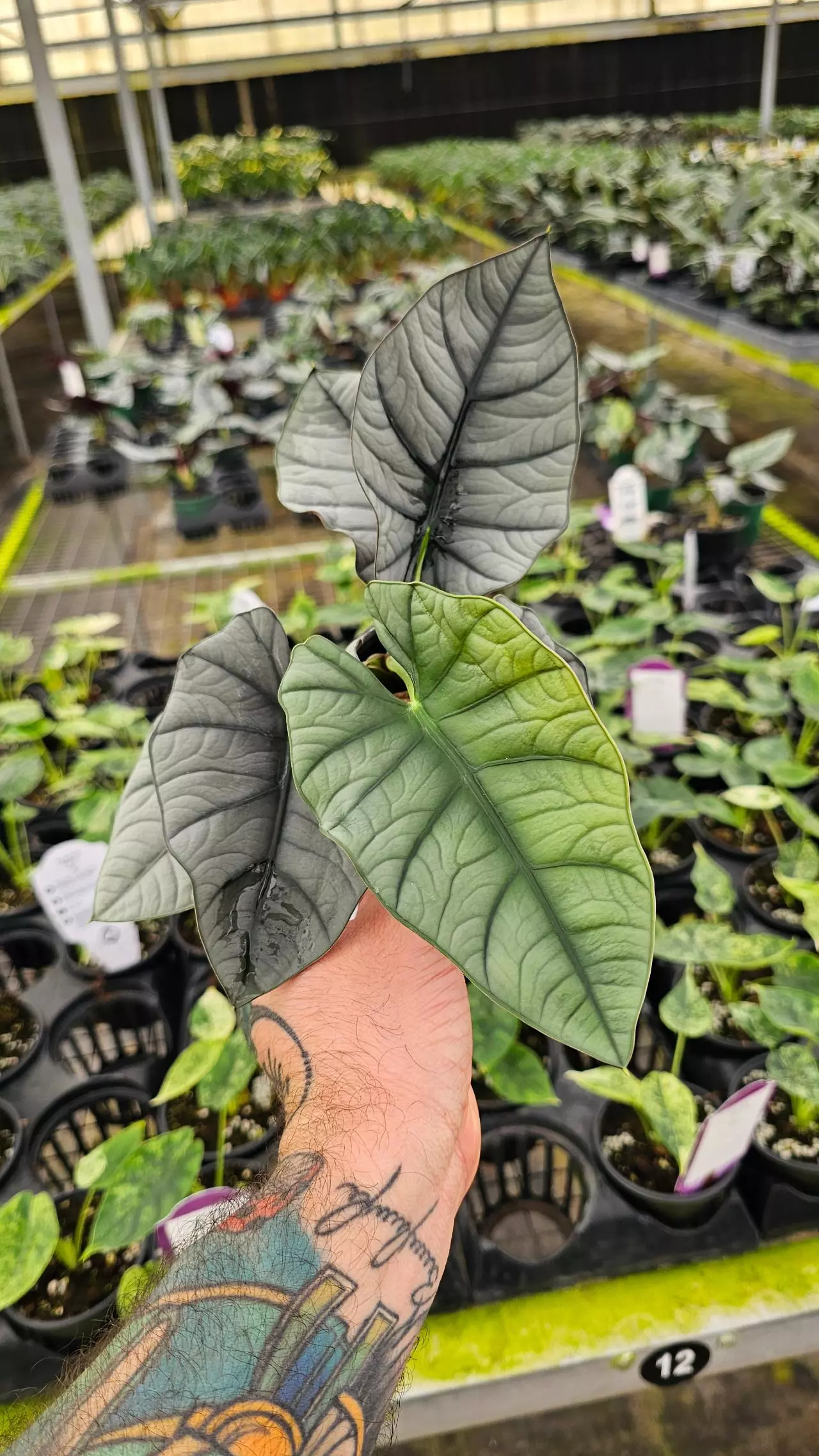 plant/Alocasia Bisma 4in-0