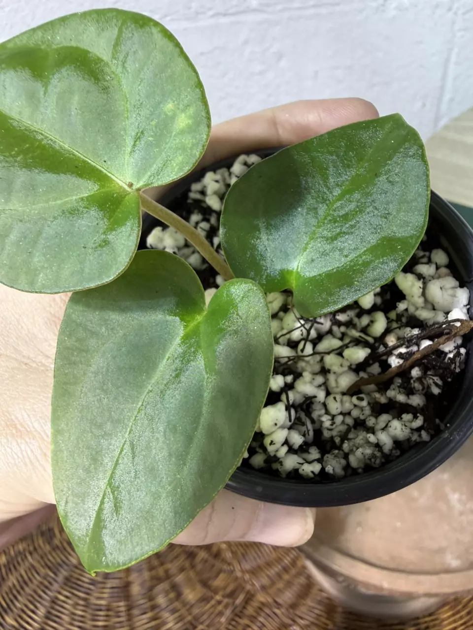 plant/A. (Crystal Mag x Forgettii) x Goliath-1