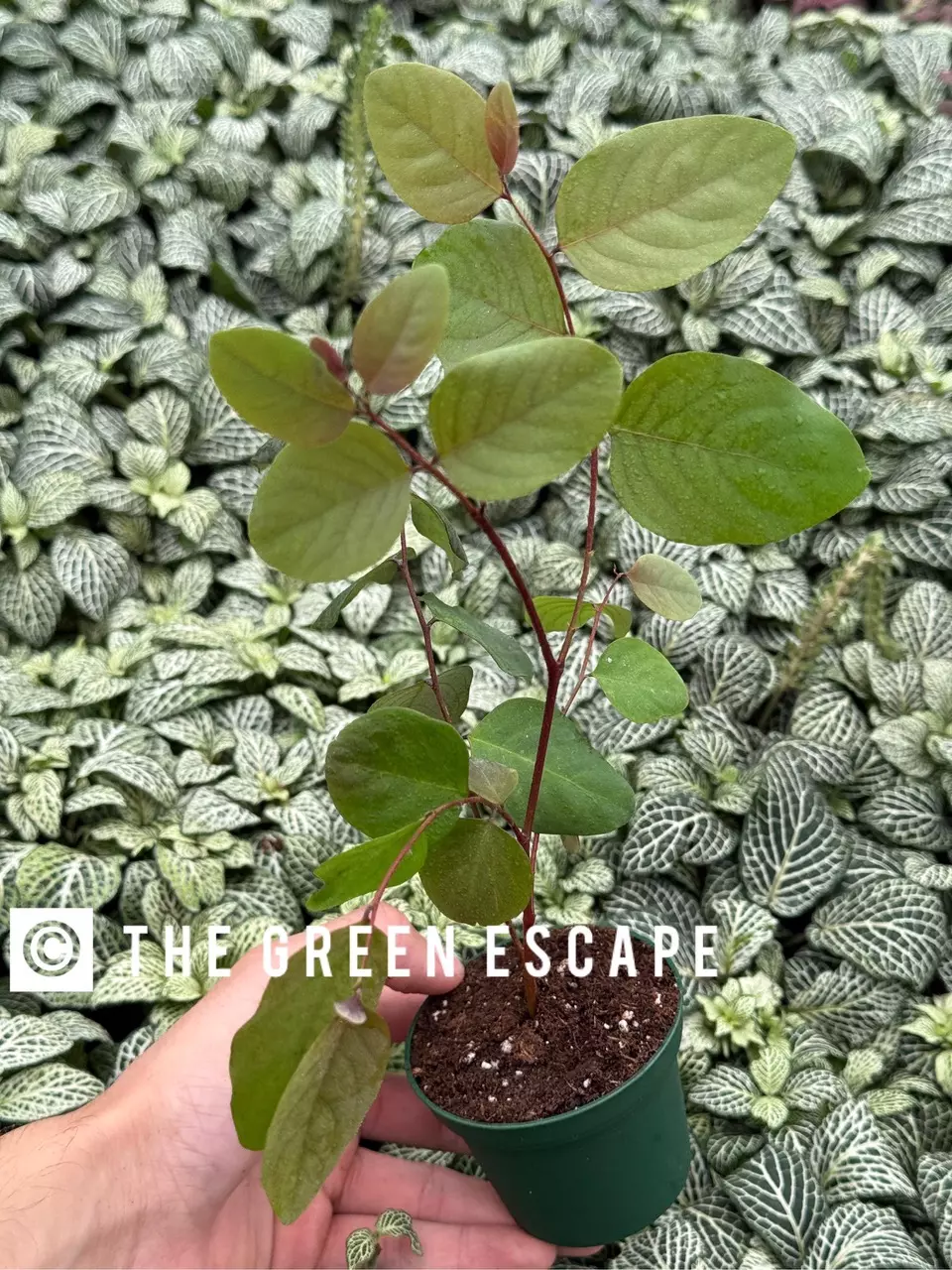 plant/Roseopicta (Breynia Disticha) 2” pot growers choice-0