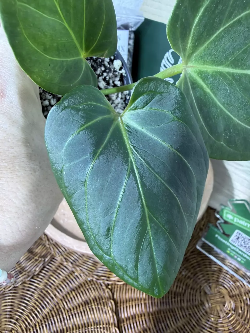 plant/A. KOS (HU)-1