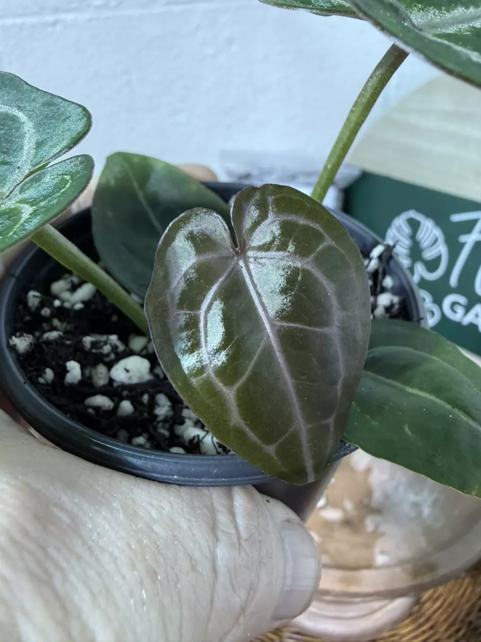 plant/A. Michelle x (Tim Anderson Black x Villenaorum)-0