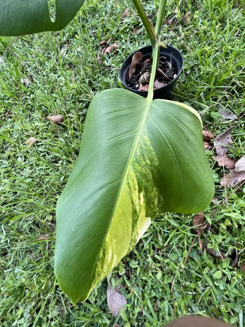 plant/Monstera aurea SF-3