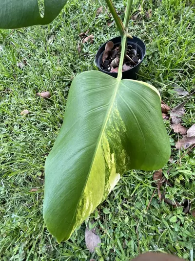 plant/Monstera aurea SF-3-thumbnail