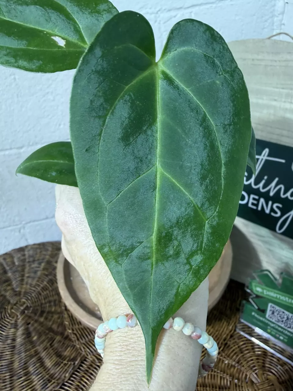 plant/A. Goliath x KD NOID The Dale-0