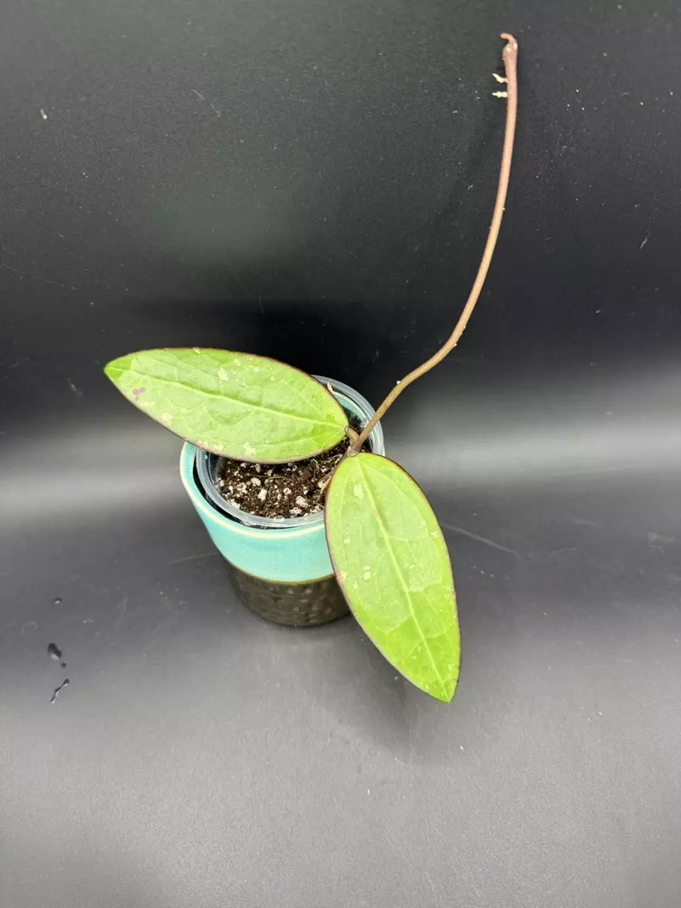 plant/Hoya Verticillata "Red Leaves" #424-0