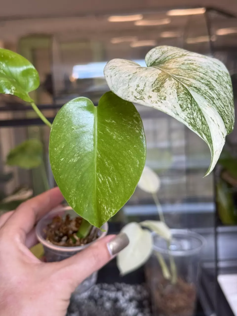 plant/🌿MONSTERA SILVER STAR-1
