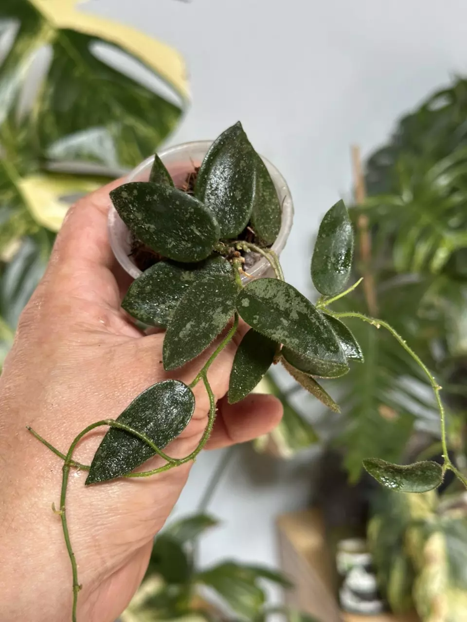 plant/A6 Hoya thomsonii splash-0