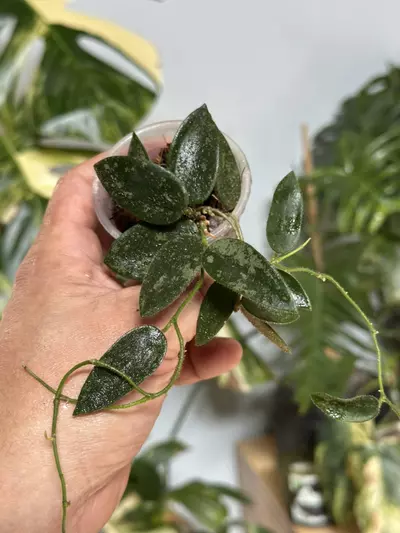 plant/A6 Hoya thomsonii splash-0-thumbnail