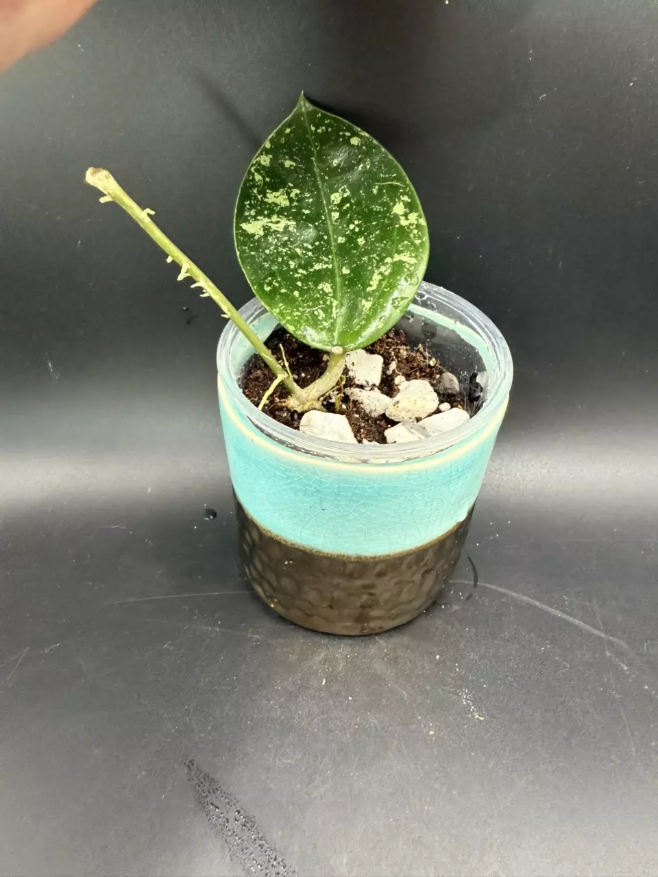 plant/Verticillata Heart Shape Splash #426-0