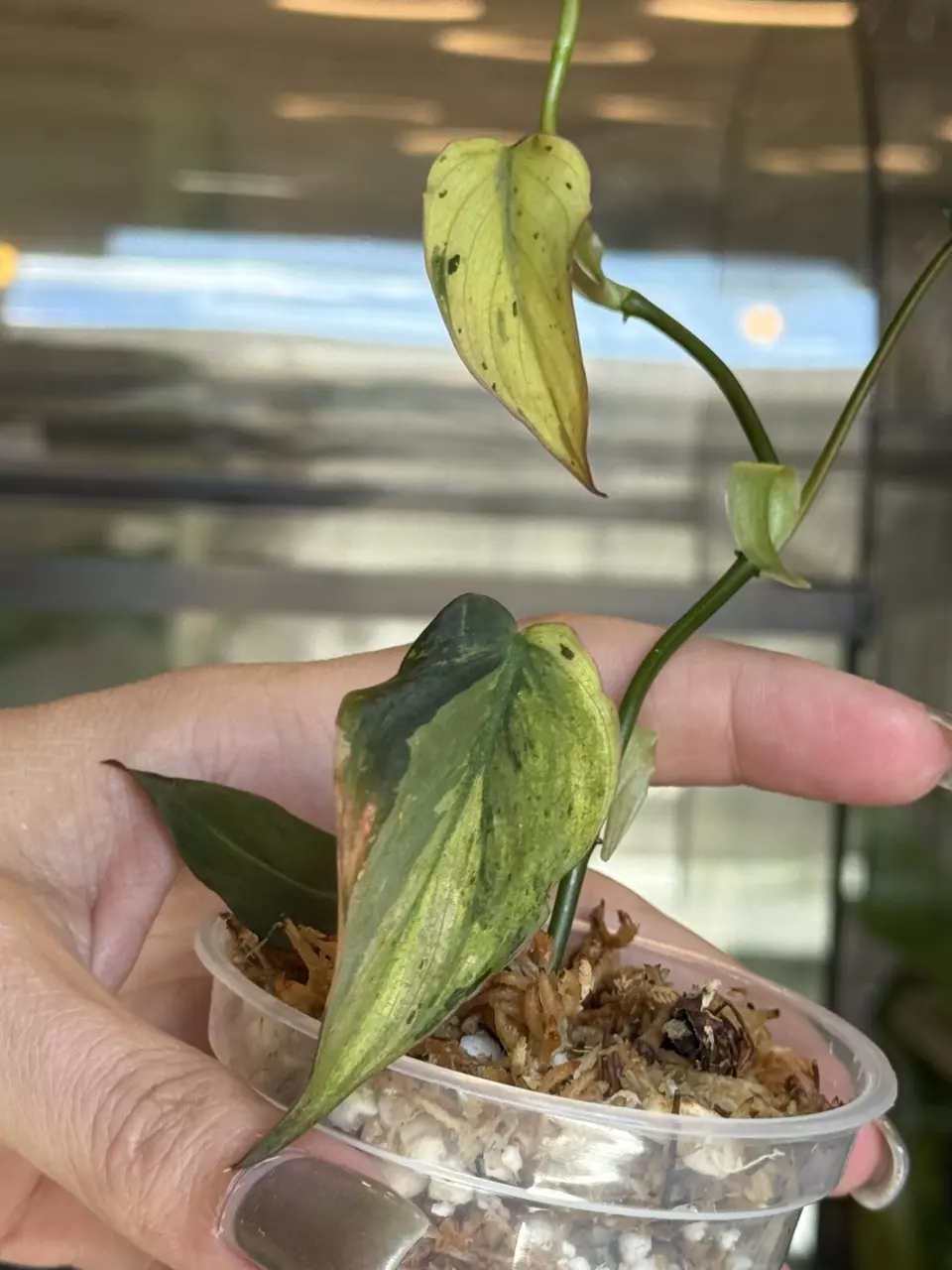 plant/Philodendron Micans Mint-0