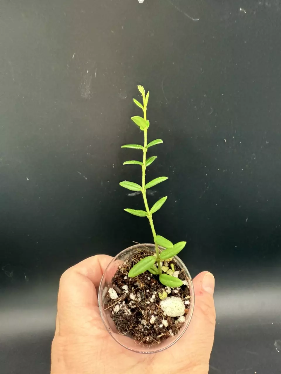 plant/Hoya Engleriana #442-1