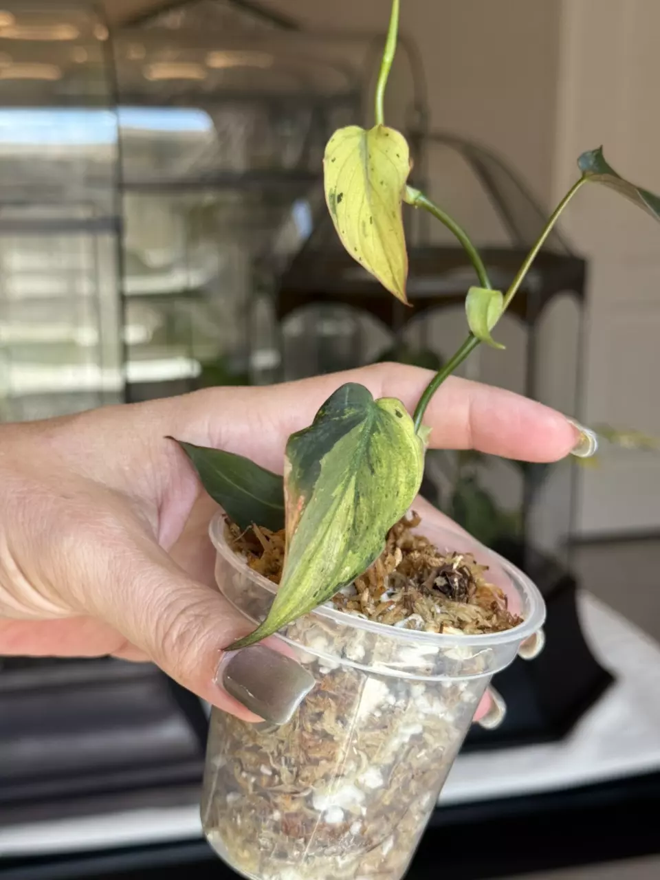 plant/Philodendron Micans Mint-1